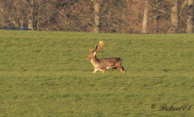 Dovhjort - Fallow Deer (Dama dama)