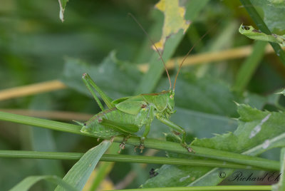 Grn vrtbitare - Great Green Bush-Cricket (Tettigonia viridissima)