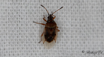 Kleidocerys resedae