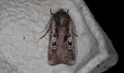 Obeliskjordfly - Square-spot Dart (Euxoa obelisca)