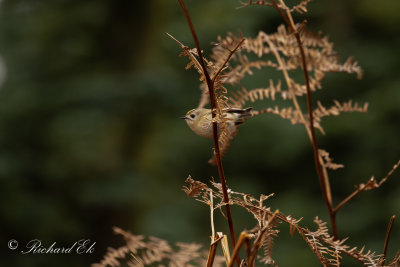Kungsfågel - Goldcrest (Regulus regulus)