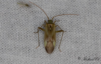 Adelphocoris lineolatus