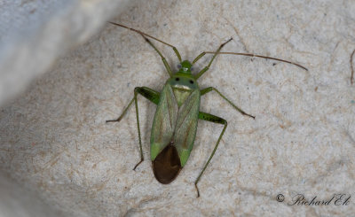 Adelphocoris quadripunctatus