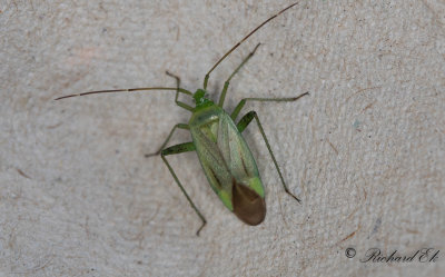 Adelphocoris quadripunctatus