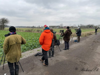Asian Desert warbler - twitchers