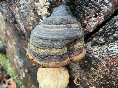 Fnskticka (Fomes fomentarius )