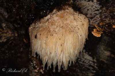 Igelkottstaggsvamp (Hericium erinaceus)