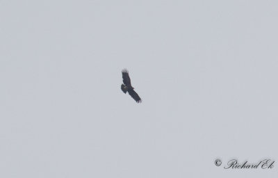 Strre skrikrn - Greater Spotted Eagle (Aquila clanga)