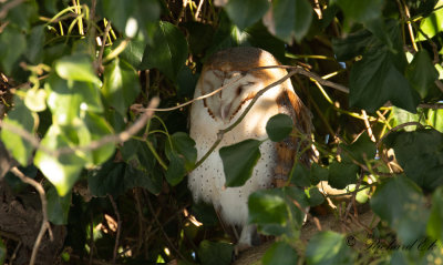 Tornuggla - Western Barn Owl (Tyto alba)