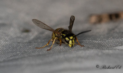 Vanlig geting - Common Wasp (Vespula vulgaris)?