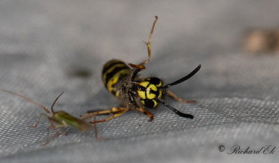 Vanlig geting - Common Wasp (Vespula vulgaris)?