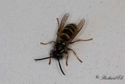 Vanlig geting - Common Wasp (Vespula vulgaris)?