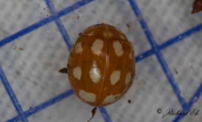 Tiofläckig nyckelpiga (Calvia decemguttata)