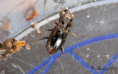 Rdbent gonlpare (Notiophilus rufipes)