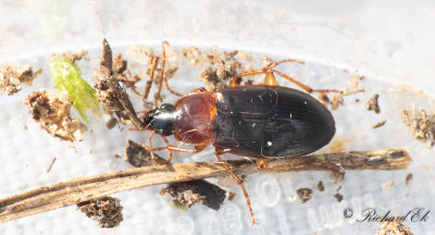 Rdhalsad marklpare (Calathus melanocephalus)