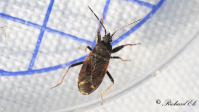 Eremocoris plebejus