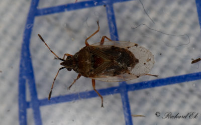 Kleidocerys resedae