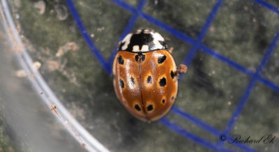 gonflckig nyckelpiga - Eyed Ladybird (Anatis ocellata)