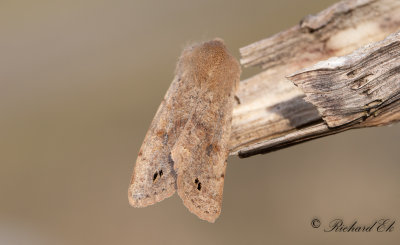 Svartprickigt slgfly - Twin-spotted Quaker (Anorthoa Munda)