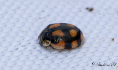 Tioprickig nyckelpiga - Ten spot ladybird (Adalia decempunctata)