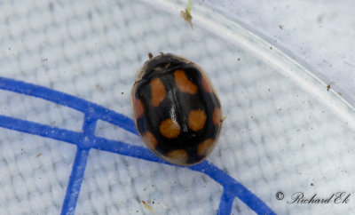 Tioprickig nyckelpiga - Ten spot ladybird (Adalia decempunctata)