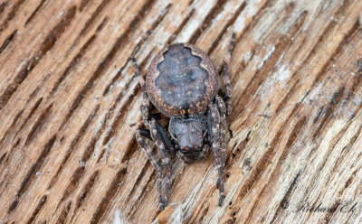 Oidentifierad Spindel / Unidentified Spiders