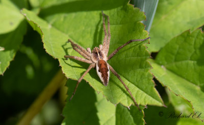 Presentspindel (Pisaura mirabilis)