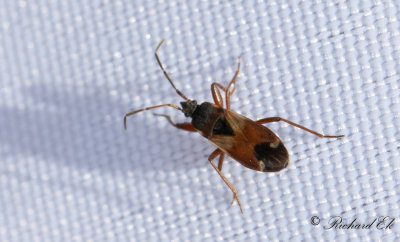 Eremocoris abietis 