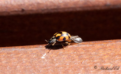 Tioprickig nyckelpiga - Ten spot ladybird (Adalia decempunctata)