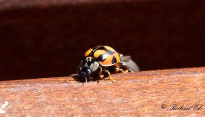 Tioprickig nyckelpiga - Ten spot ladybird (Adalia decempunctata)