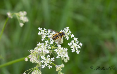 Ddskallefluga (Myathropa florea)