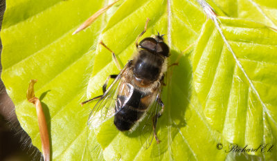 Gulfotad slamfluga (Eristalis pertinax)