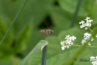 Flyttblomfluga - Marmalade hoverfly (Episyrphus balteatus)
