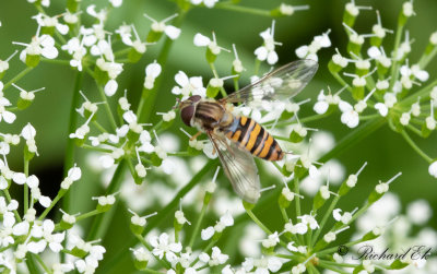 Flyttblomfluga - Marmalade hoverfly (Episyrphus balteatus)