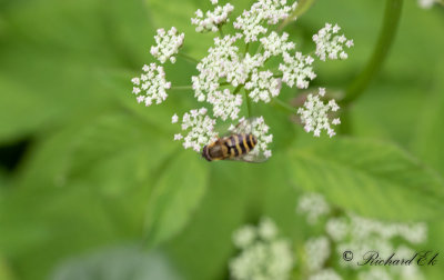 Gul solblomfluga (Syrphus ribesii)
