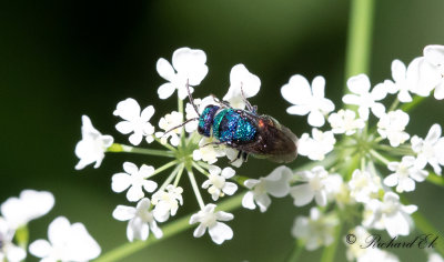 Guldstekel Chrysididae