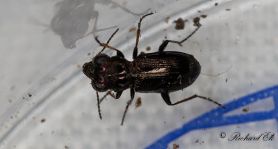 Rdbent gonlpare (Notiophilus rufipes)