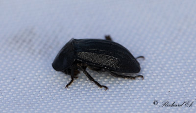Snckjgare (Phosphuga atrata)