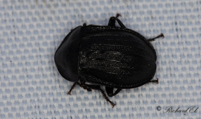 Snckjgare (Phosphuga atrata)
