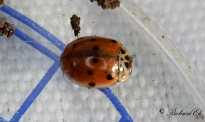 Tioprickig nyckelpiga - Ten spot ladybird (Adalia decempunctata)