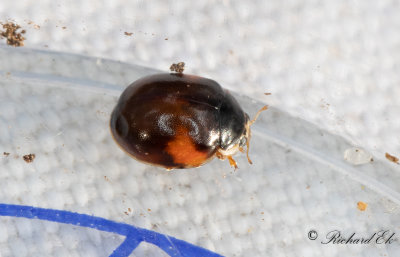 Tioprickig nyckelpiga - Ten spot ladybird (Adalia decempunctata)