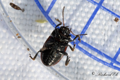 Mindre rllikebagge (Chrysolina analis)