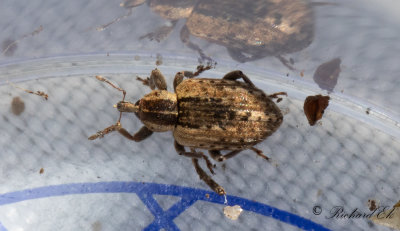 Lusernkokongvivel (Hypera Postica)