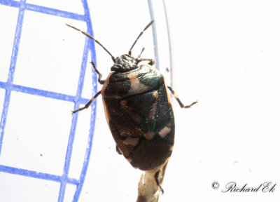Rapssugare - Rape Bug (Eurydema oleracea)