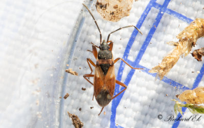 Eremocoris abietis 