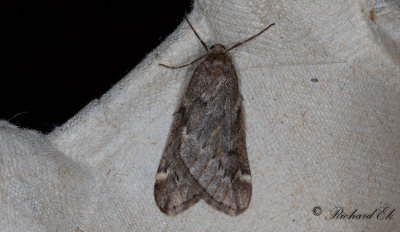 Ullgumpsmtare - March Moth (Alsophila aescularia)
