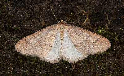 Grgul frostmtare - Dotted Border (Agriopis marginaria)