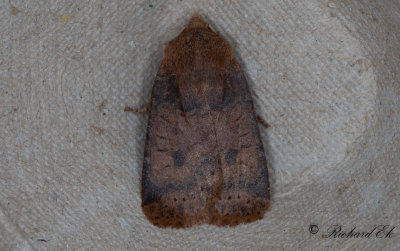 Lingonplattfly - The Chestnut (Conistra vaccinii)