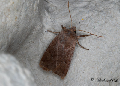 Lingonplattfly - The Chestnut (Conistra vaccinii)