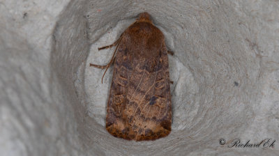Lingonplattfly - The Chestnut (Conistra vaccinii)